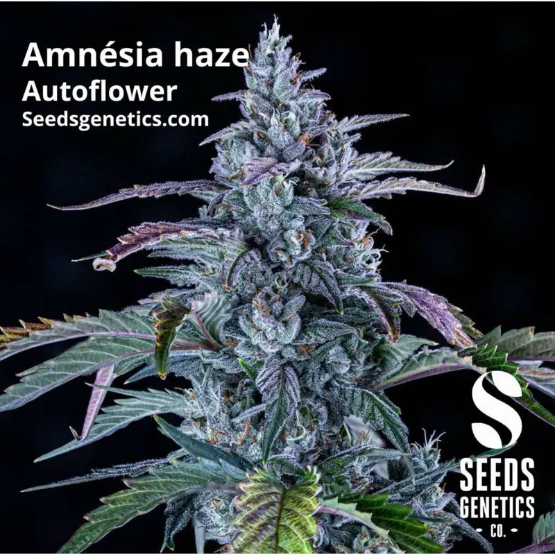 Amnesia Haze Autoflower — 2