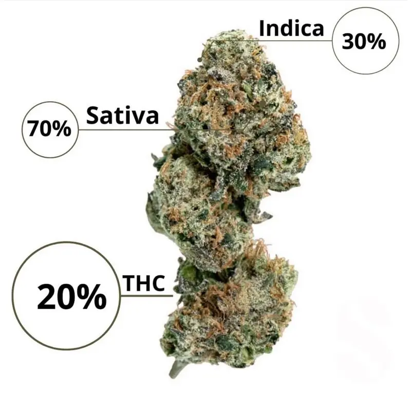 Amnesia Haze Autoflower — 3