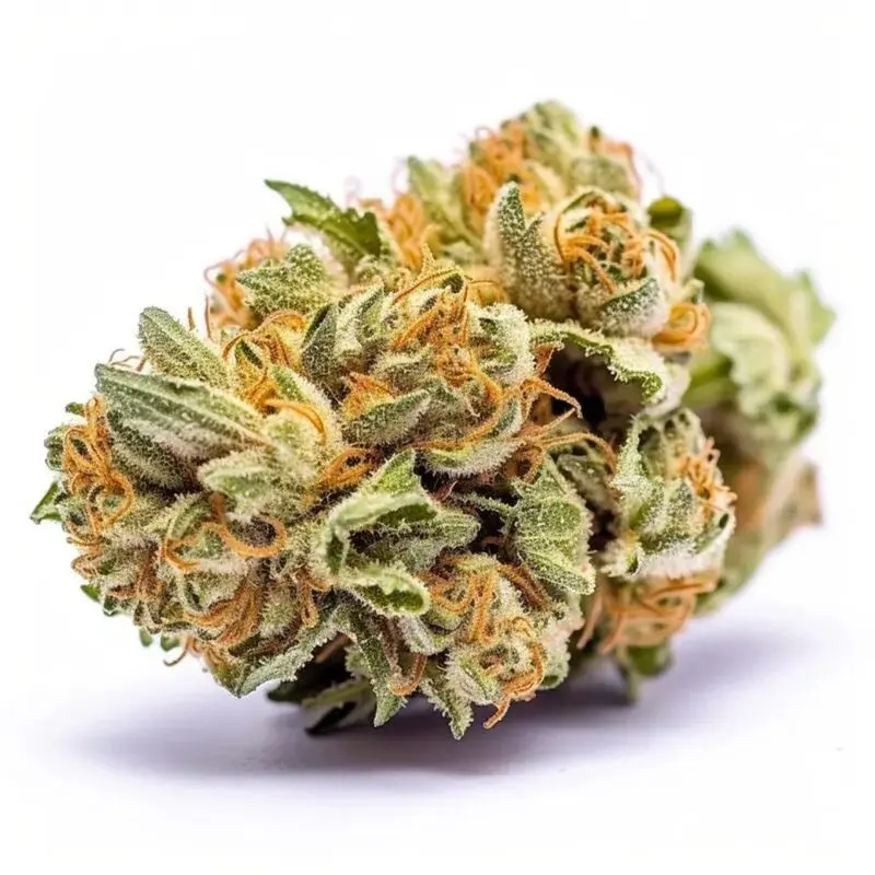 Amnesia Haze Autoflower — 4