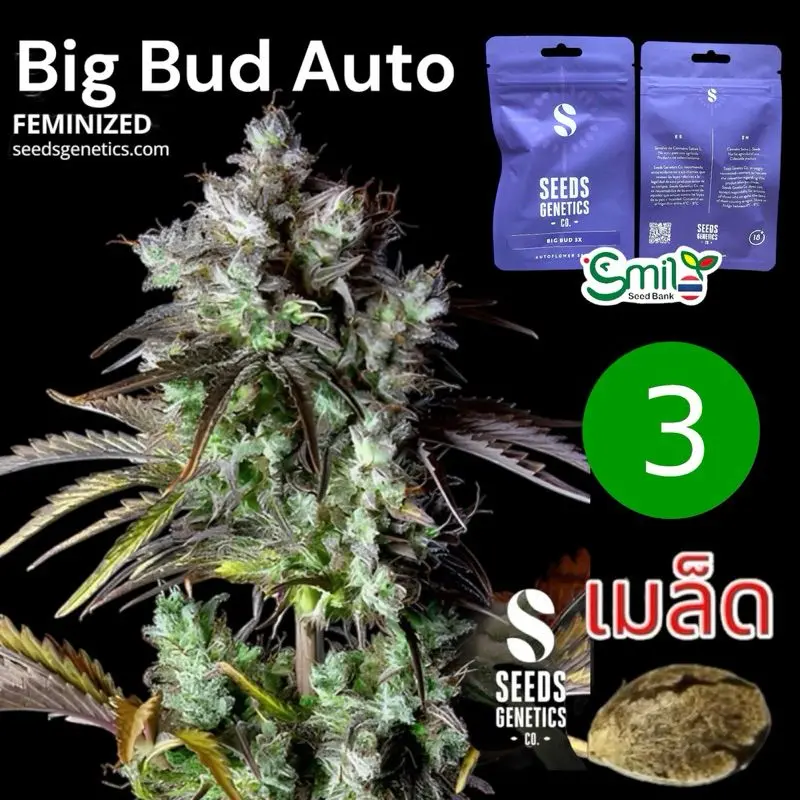 Big Bud Autoflower — 1