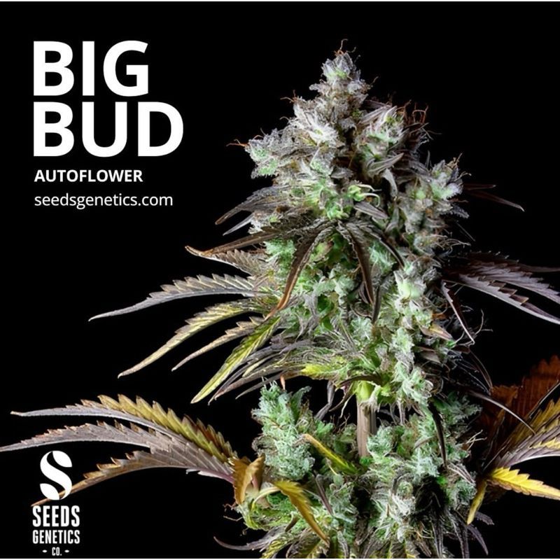 Big Bud Autoflower — 2
