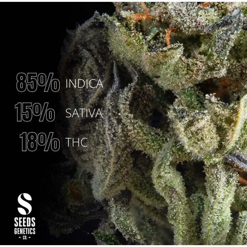 Big Bud Autoflower — 3
