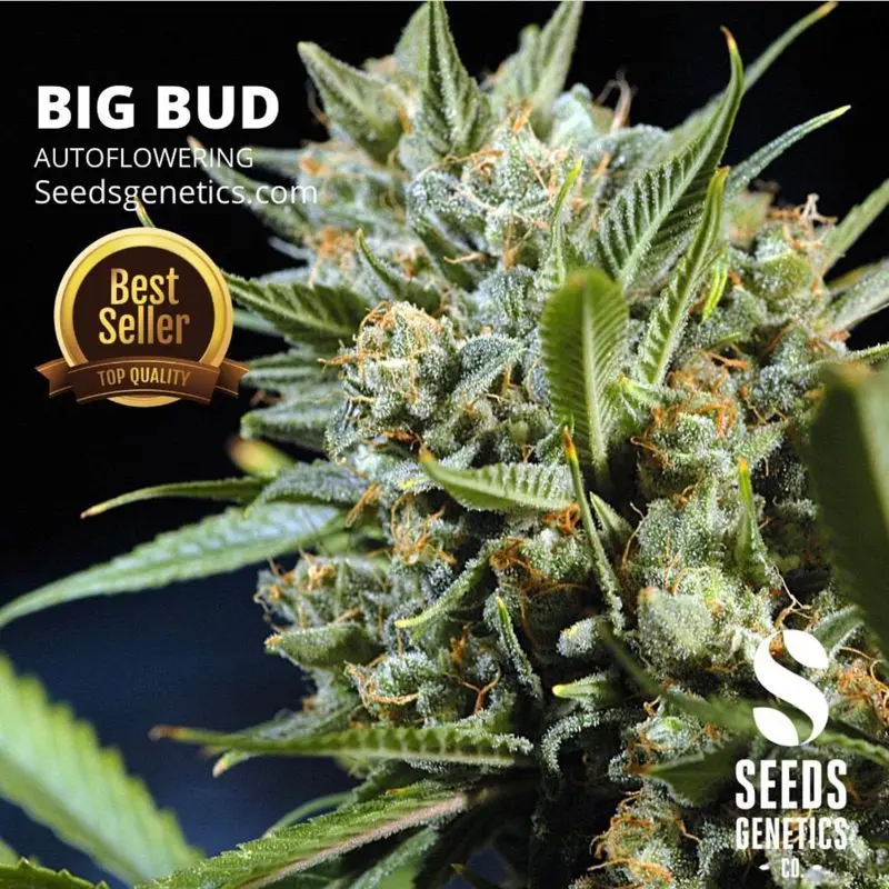 Big Bud Autoflower — 4
