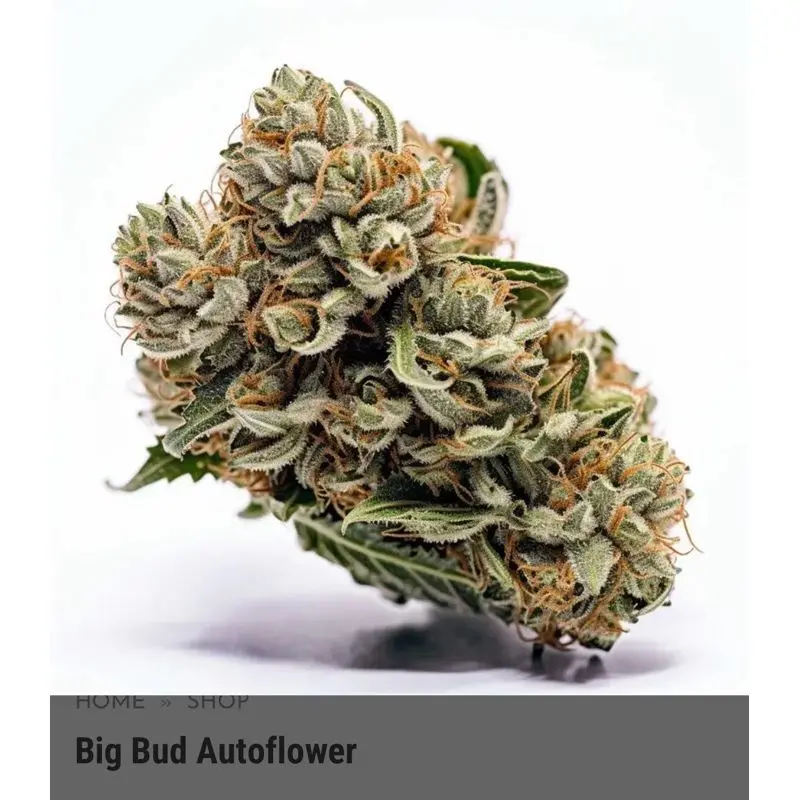 Big Bud Autoflower — 5