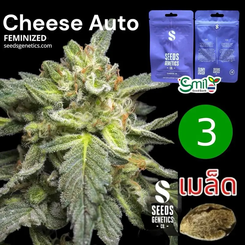 Cheese Autoflower — 1