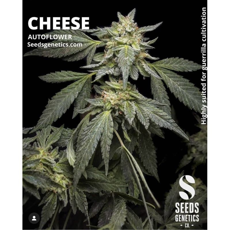 Cheese Autoflower — 2