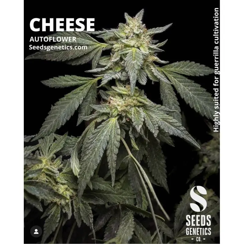 Cheese Autoflower — 2