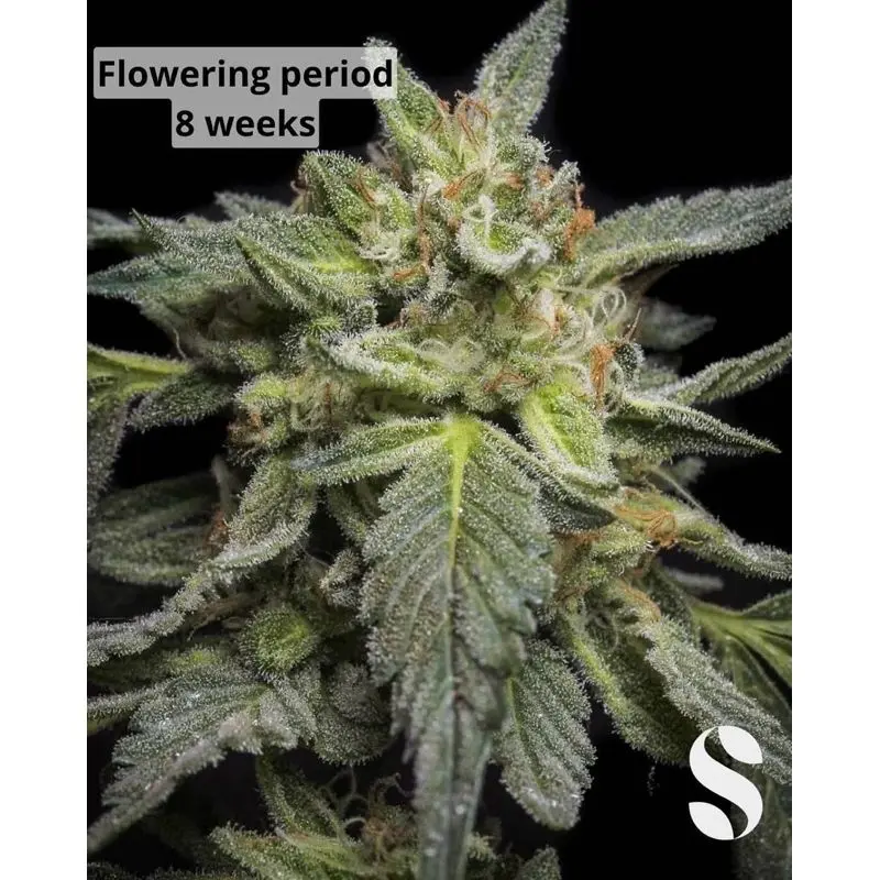 Cheese Autoflower — 3