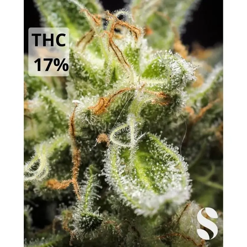 Cheese Autoflower — 4