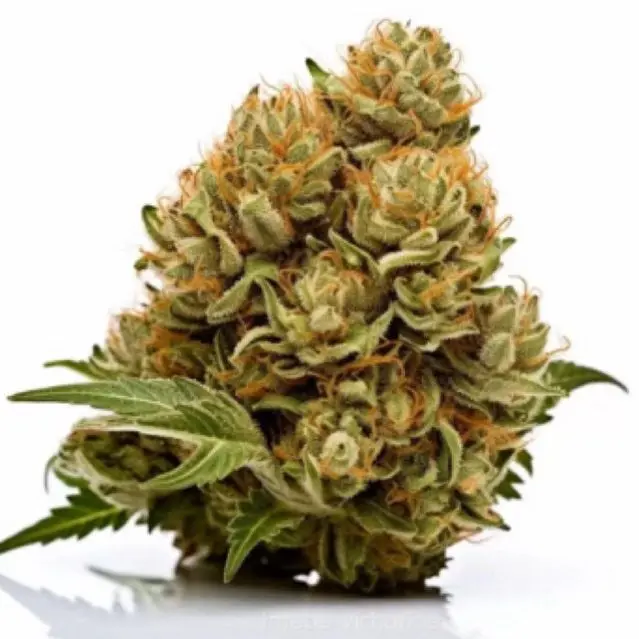 Cheese Autoflower — 5