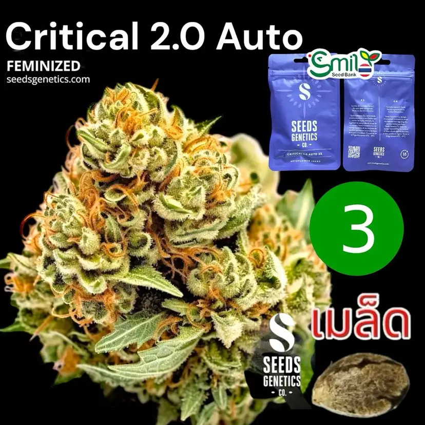 Critical 2.0 Autoflower — 1