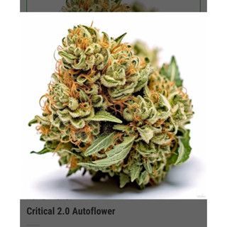 Critical 2.0 Autoflower — 2