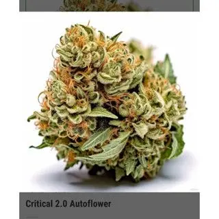 Critical 2.0 Autoflower — 2