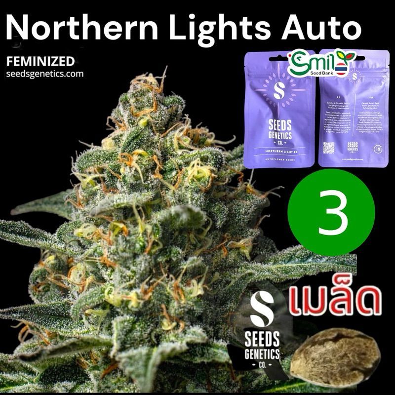 Northern Light Autoflower