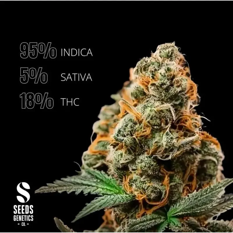 Northern Light Autoflower — 2