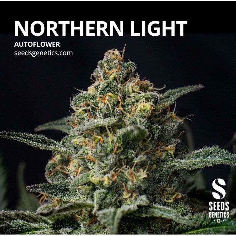 Northern Light Autoflower — 3