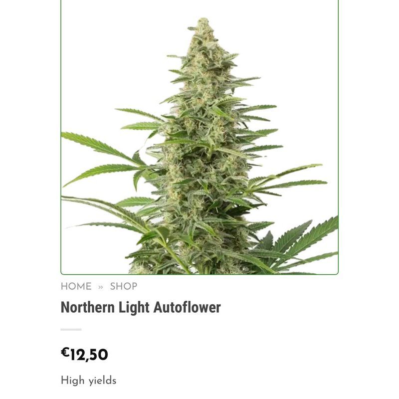 Northern Light Autoflower — 4