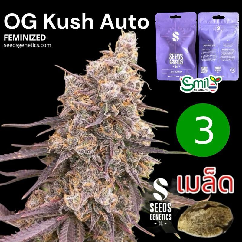 O.G. Kush Autoflower