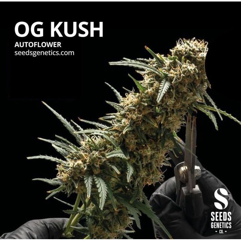 O.G. Kush Autoflower — 2