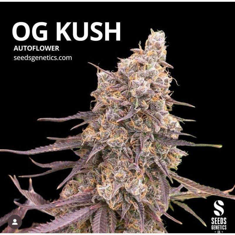 O.G. Kush Autoflower — 3