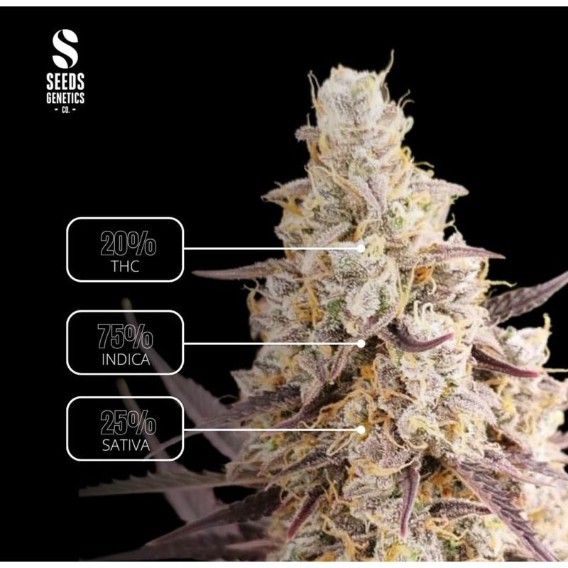 O.G. Kush Autoflower — 4