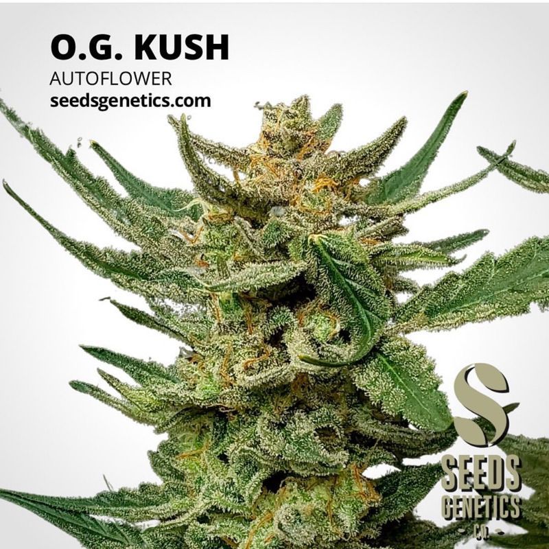 O.G. Kush Autoflower — 5