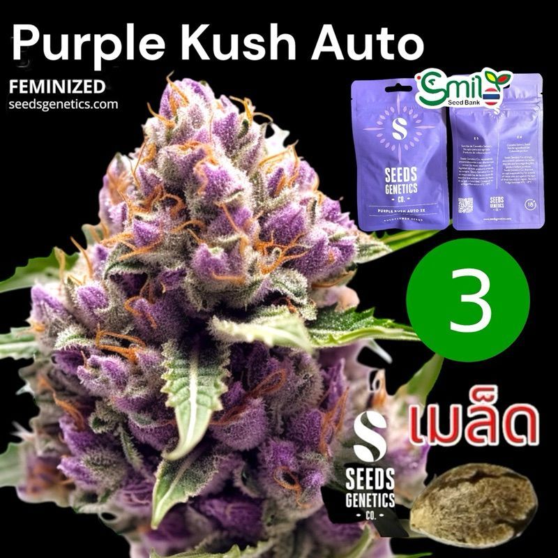 Purple Kush Autoflower