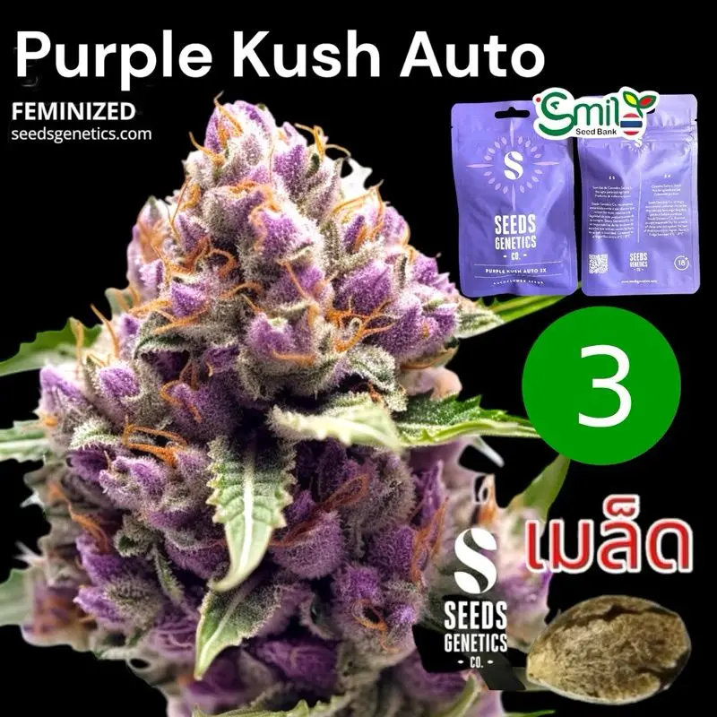 Purple Kush Autoflower — 1