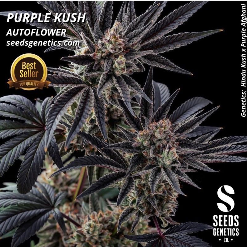 Purple Kush Autoflower — 2