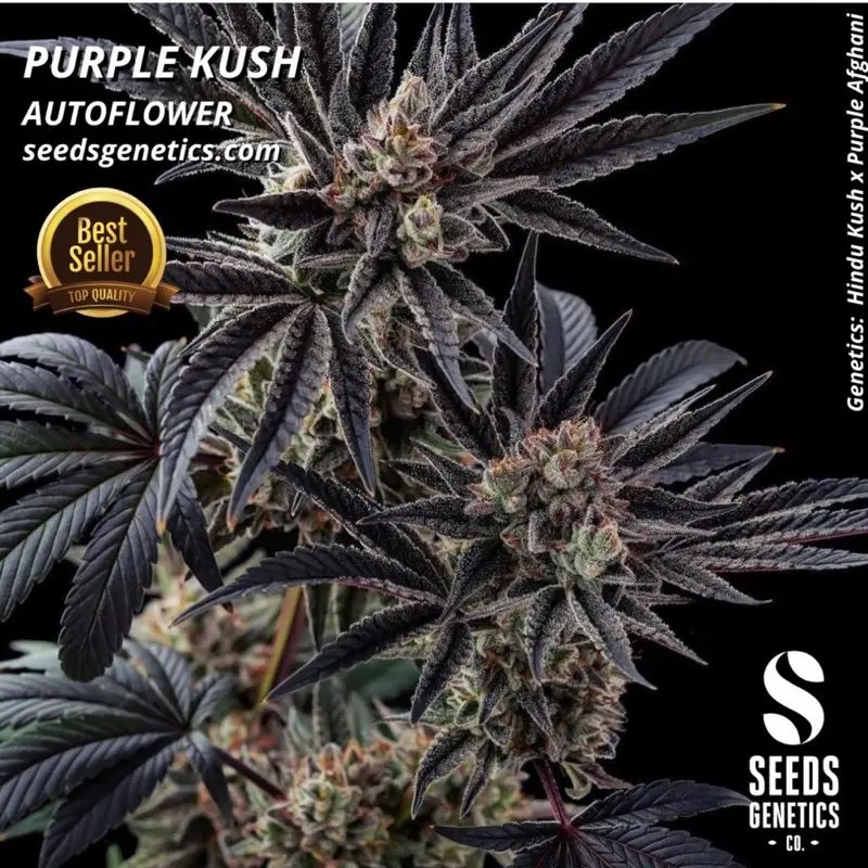 Purple Kush Autoflower — 2