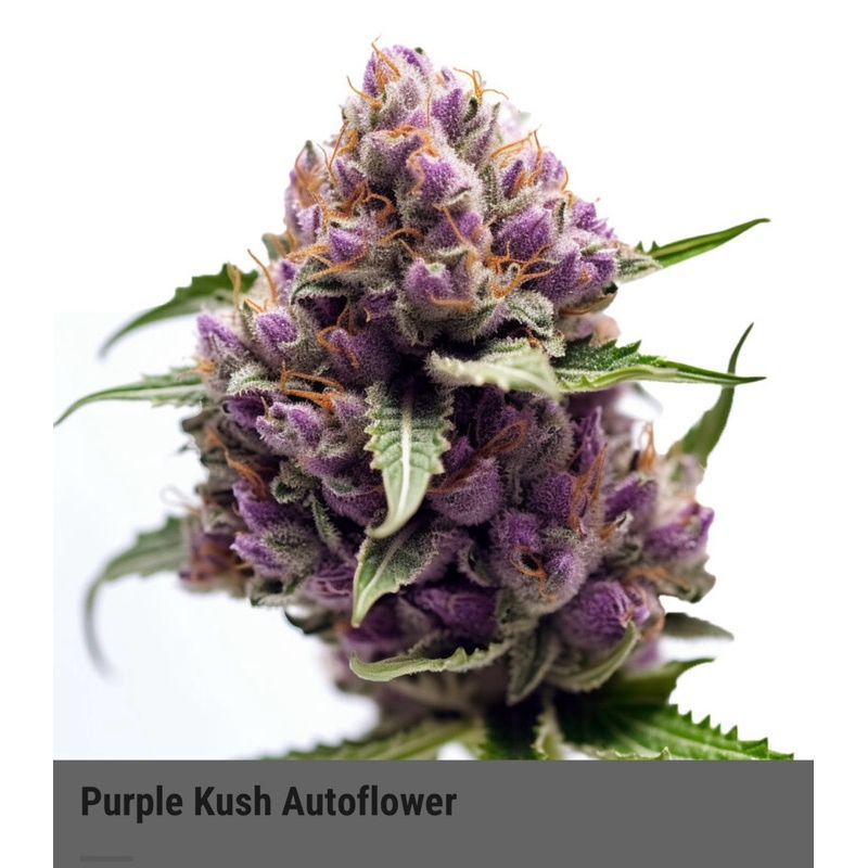Purple Kush Autoflower — 3