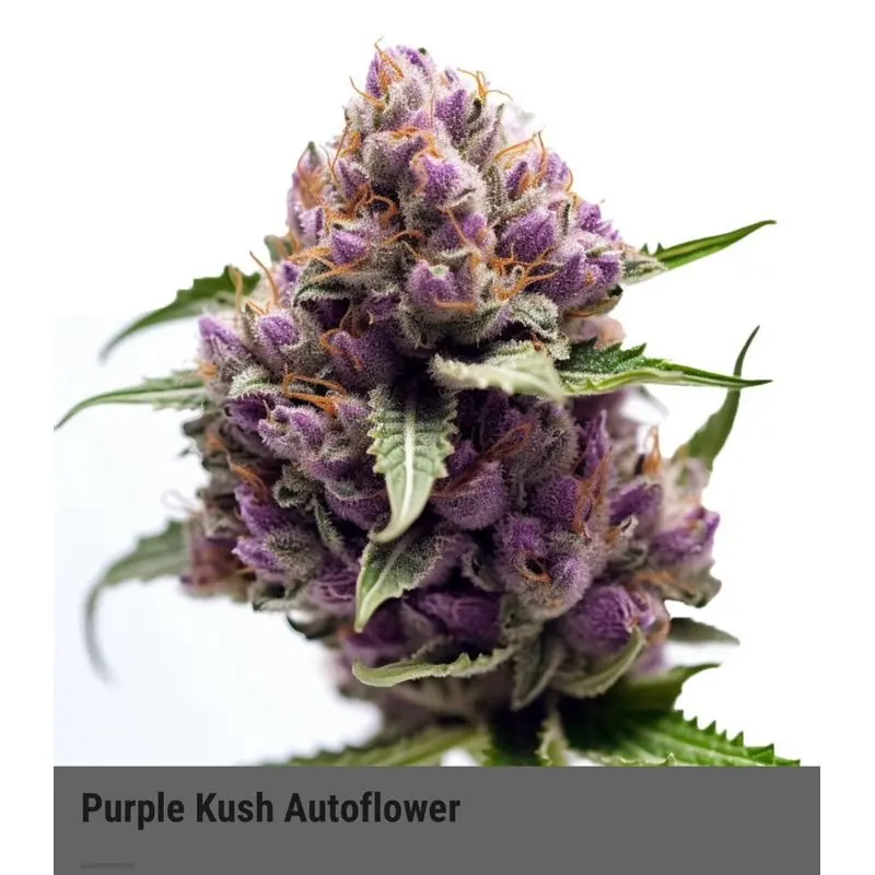 Purple Kush Autoflower — 3
