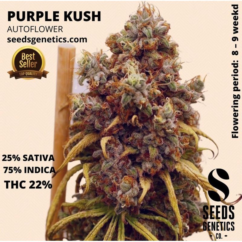 Purple Kush Autoflower — 4