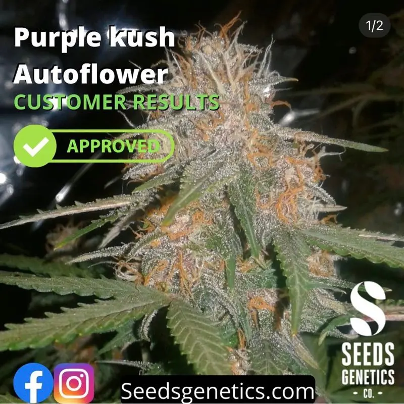 Purple Kush Autoflower — 5