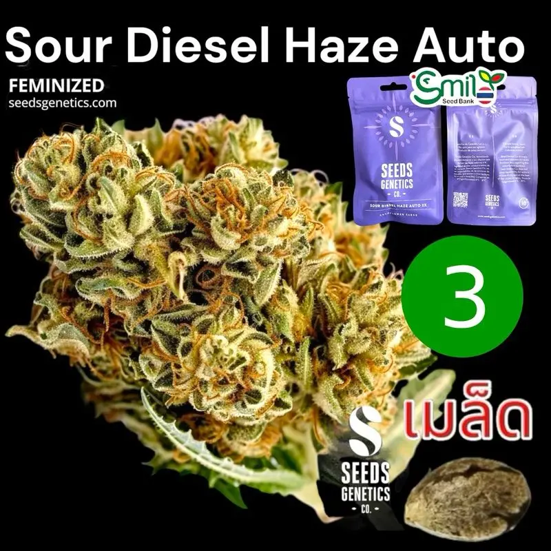 Sour Diesel Haze Autoflower — 1