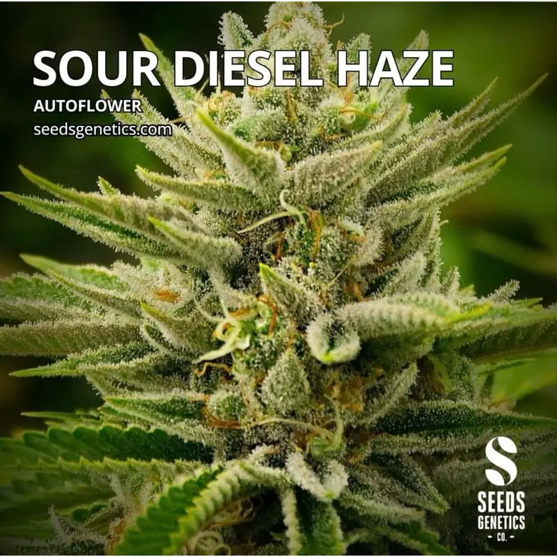 Sour Diesel Haze Autoflower — 2