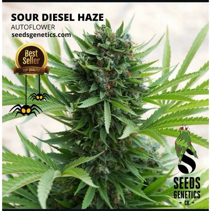 Sour Diesel Haze Autoflower — 3