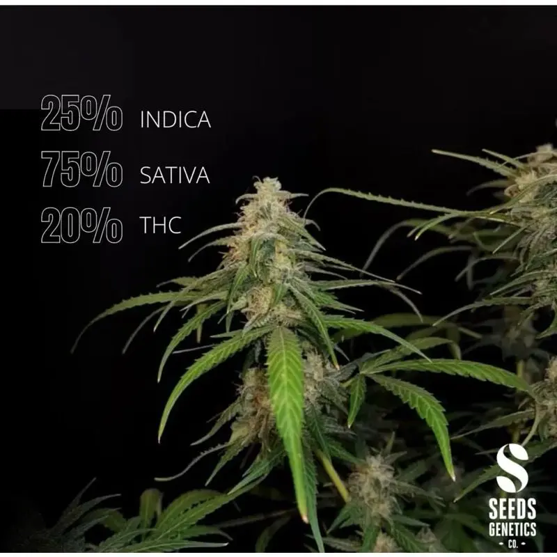 Sour Diesel Haze Autoflower — 4