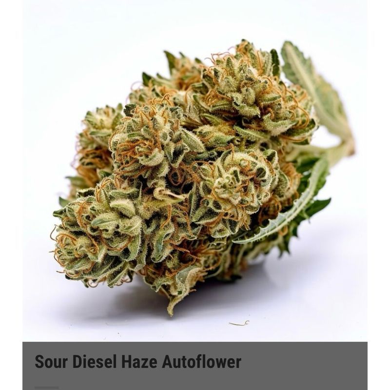 Sour Diesel Haze Autoflower — 5