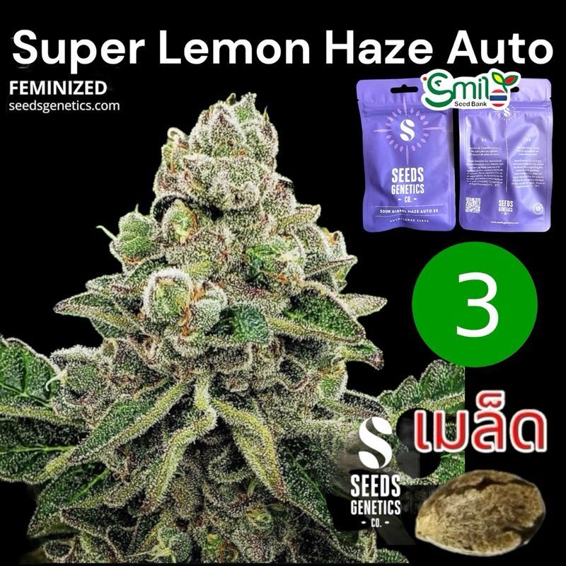 Super Lemon Haze Autoflower