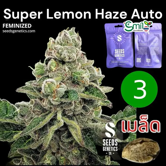 Super Lemon Haze Autoflower — 1