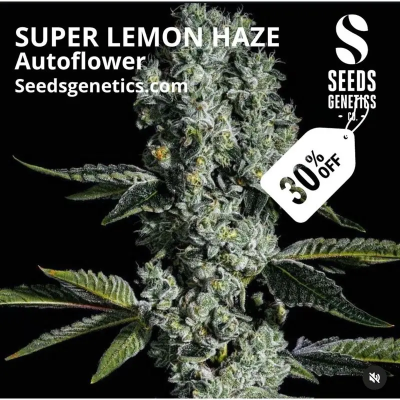 Super Lemon Haze Autoflower — 2