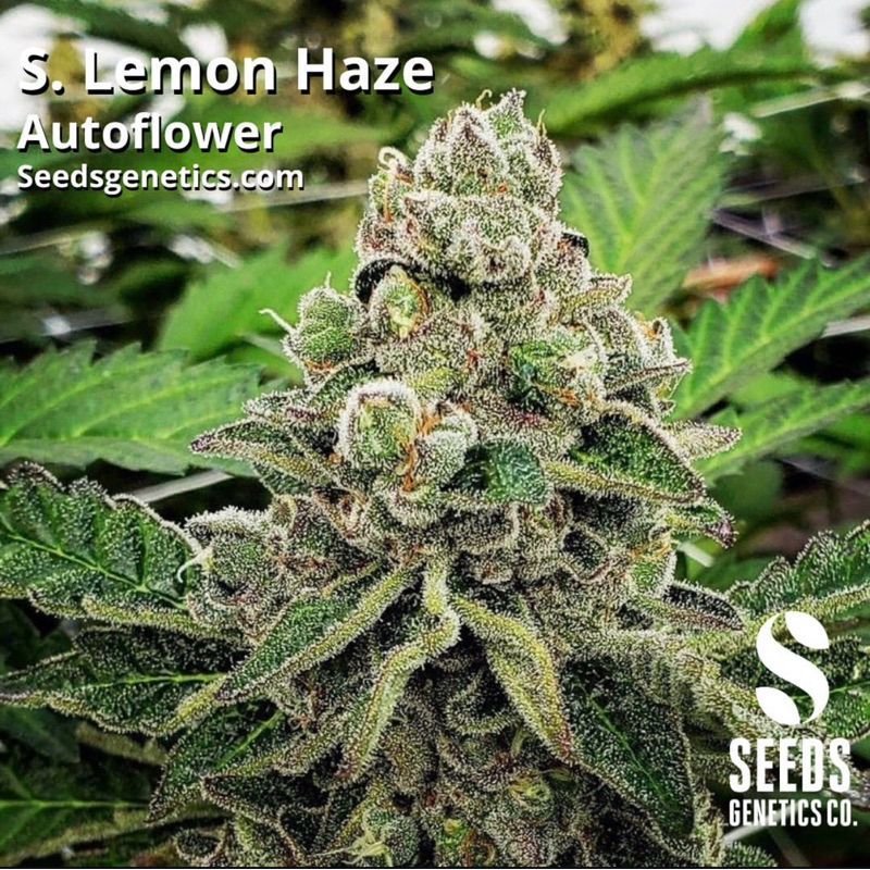 Super Lemon Haze Autoflower — 3