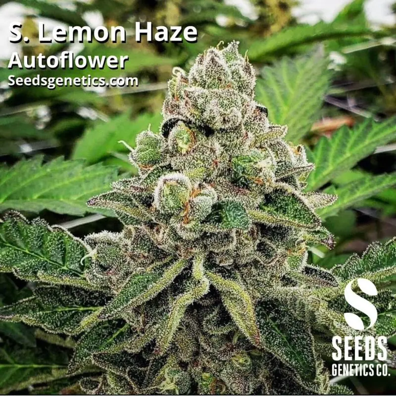 Super Lemon Haze Autoflower — 3