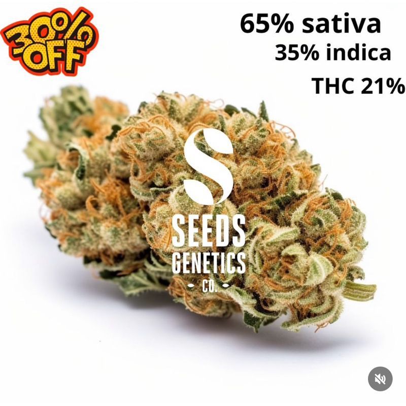 Super Lemon Haze Autoflower — 4