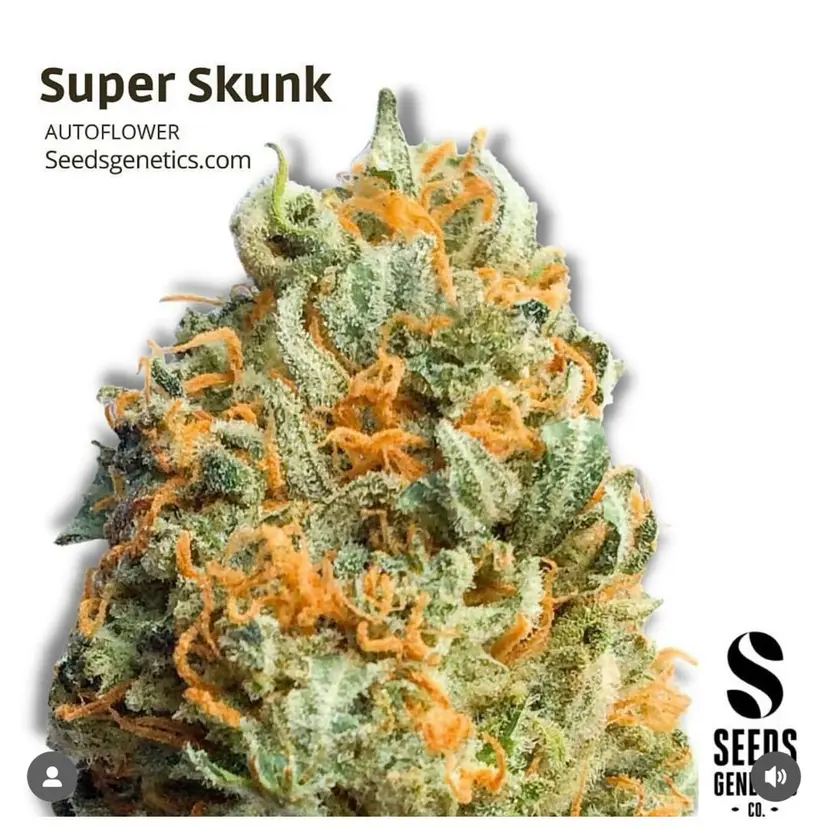 Super Skunk — 2