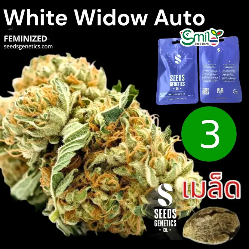 White Widow Autoflower — 1