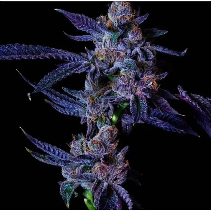 Lemon Cherry Gelato — 3