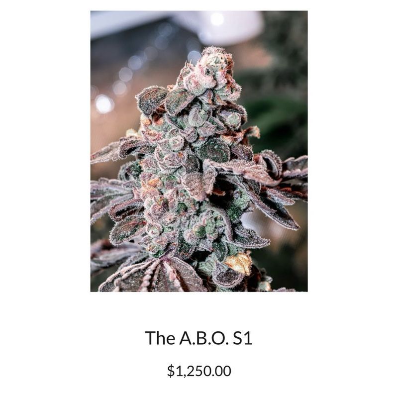 The A.B.O. S1 — 3