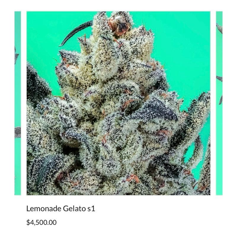 Lemonade Gelato s1 — 3